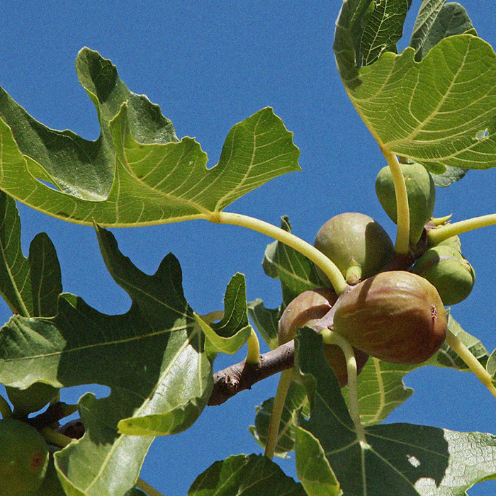 Fig Leaf & Fig Pulp Scented Space Perfume 200ml by Skeem - Available at allkpopmag. Price: $19.40.