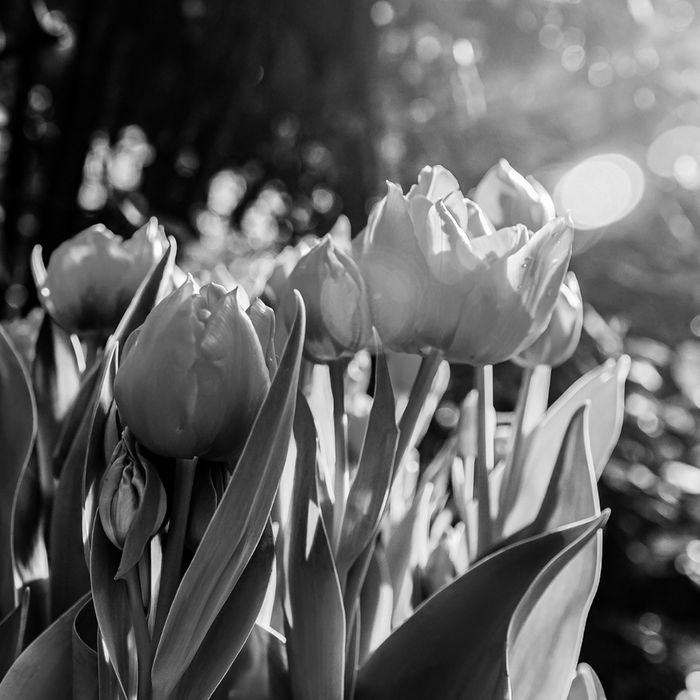 Détulipe Eau de Parfum 100ml by Tone 28 - Available at allkpopmag. Price: $40.56.