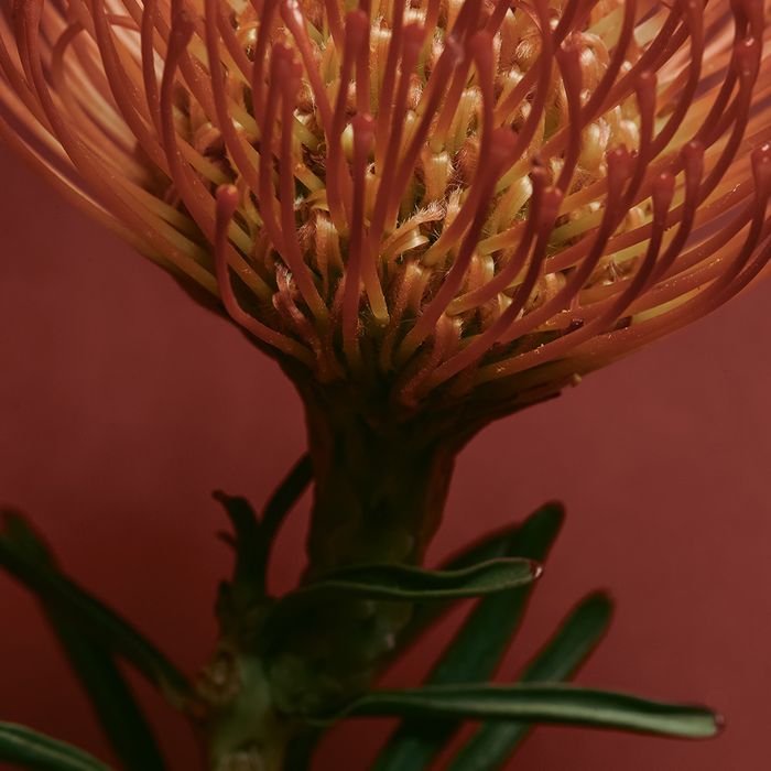 Atelier Chai Eau de Parfum 30ml by Albow - Available at allkpopmag. Price: $84.66.